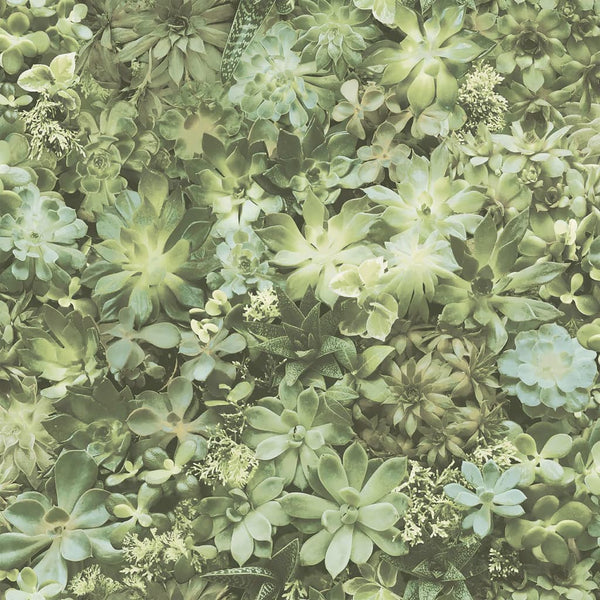 Evergreen Veggtapet Succulent grønn og beige